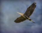 Heron Overhead