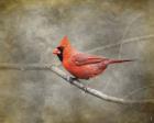 His Red Glory Cardinal