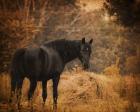 Horse And The Haystack