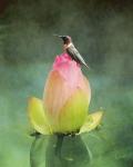 Hummingbird And The Lotus Flower