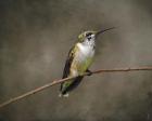 Hummingbird Portrait