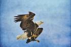 Landing Gear Bald Eagle