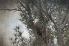 Last Winter Blast Bald Eagle