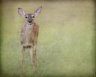 Listening Ears White Tailed Fawn