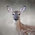 Little Miss Lashes White Tailed Fawn