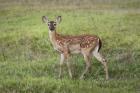 Little Spotted Fawn