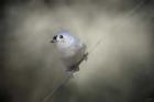 Little Tufted Titmouse