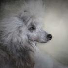 Longing Silver Standard Poodle