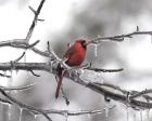 Male Cardinal Braving The Cold