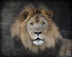Male Lion Portrait 1