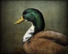 Mallard Duck Portrait