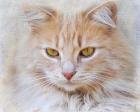 Orange Tabby Cat Portrait