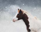 Paint Horse In The Snow