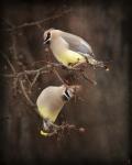 Peek A Boo Cedar Waxwings