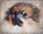 Pomeranian Portrait