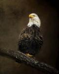 Portrait Of An Eagle