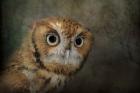 Portrait Of An Eastern Screech Owl
