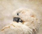 Preening Umbrella Cockatoo