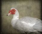 Red Head Muscovy Duck