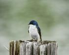 Resting Swallow