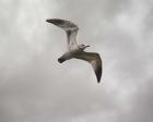 Ring Billed Gull At Reelfoot