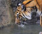 Risk Taker Bengal Tiger And Butterfly