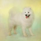 Samoyed In Spring