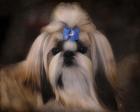 Shih Tzu With Blue Bow