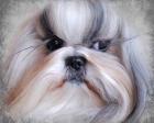 Shihtzu Portrait