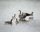 Show Off Canadian Geese