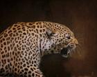 Snarling Leopard