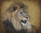 Snarling Male Lion Portrait