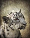 Snow Leopard Portrait