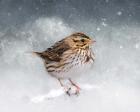 Snow Sparrow