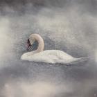 Swan Storm