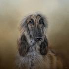 The Elegant Afghan Hound