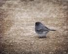 Tiny Junco In A Big World