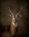 Waterbuck Antelope