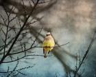 Waxwing At Winter Sunset