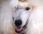 White Standard Poodle Portrait