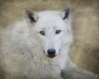 White Wolf Portrait