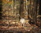 Wild Turkey In The Woods