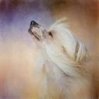 Wind In Her Hair Chinese Crested