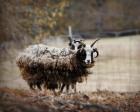 Woolly In Autumn Jacob Sheep