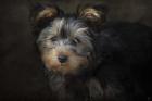 Yorkie Puppy