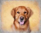 Young Golden Retriever Portrait