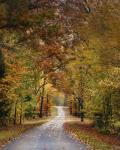 Autumn Passage 4