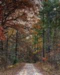 Chickasaw Forest In Autumn 1