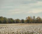 Cotton Field In Autumn