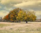 Foggy Autumn Morning